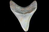 Fossil Megalodon Tooth - North Carolina #80839-2